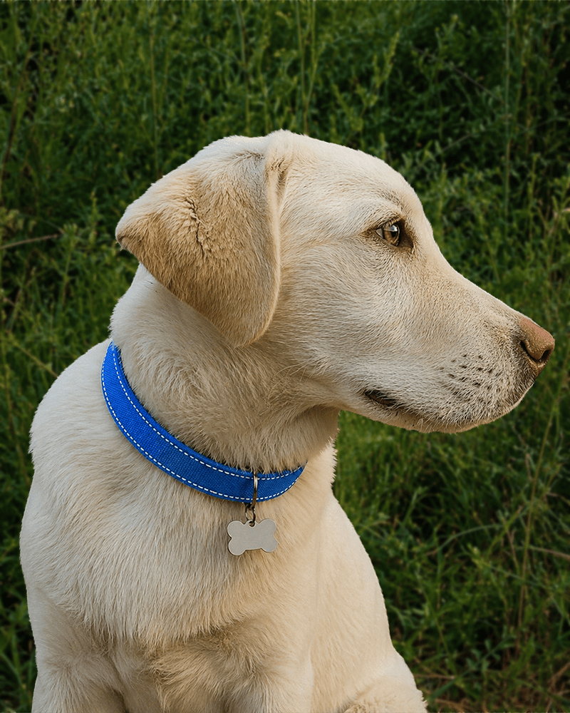 Pet Gear 10e9 4b1c a7ef