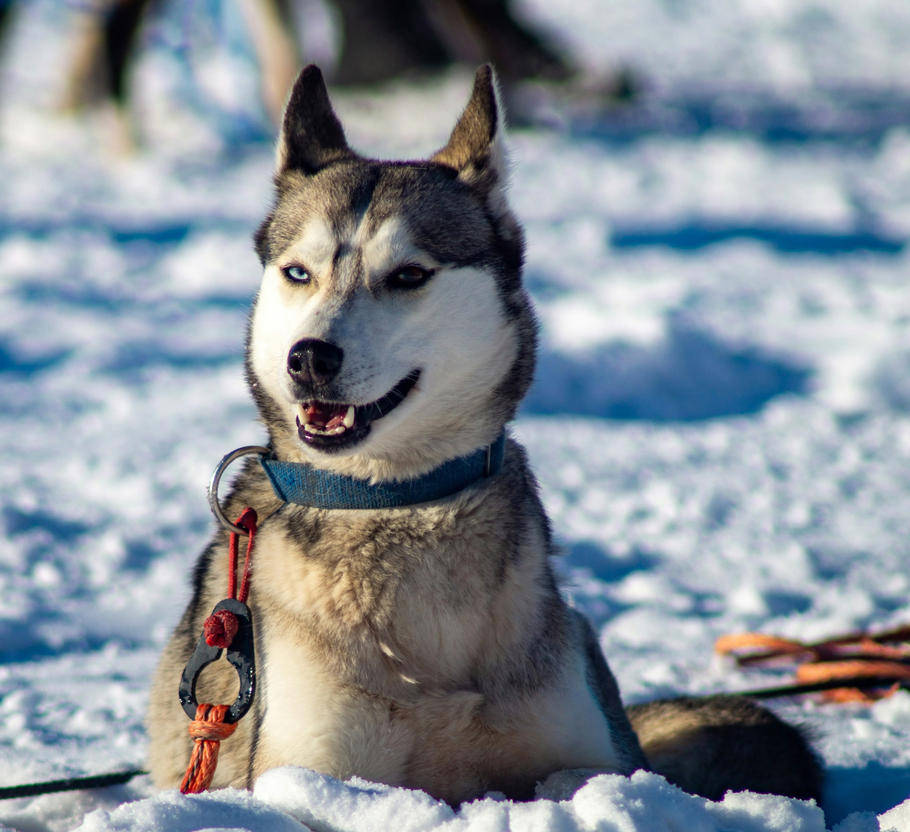 TECEUM branded lifestyle visual for outdoor, training, pets, and projects